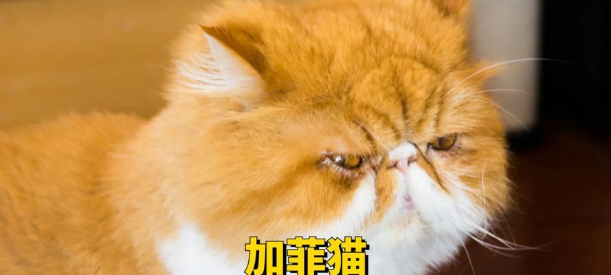 猫咪流泪的原因及解决办法