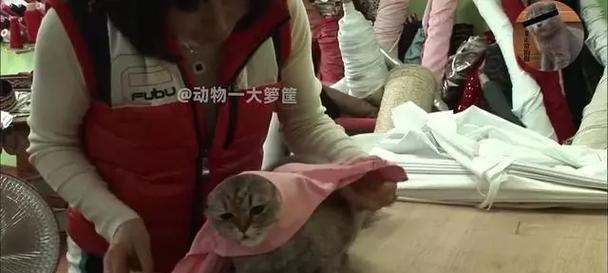 如何让猫咪不再害怕出门？（三个小招数帮助猫咪克服害怕人的问题）