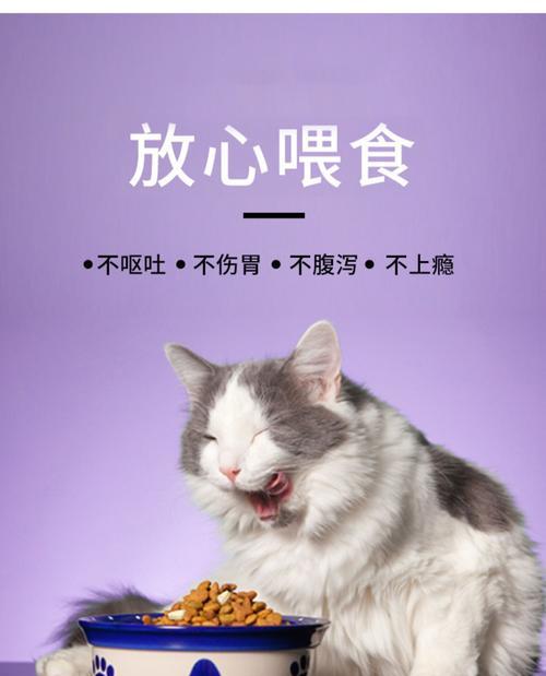 解决猫咪闹猫的问题，让生活更和谐（四个方法帮助你应对猫咪的闹猫行为）