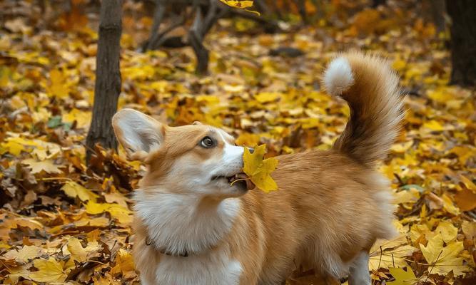 柯基犬的种类、起源与形态特点（探寻柯基犬的多样性和独特之处）