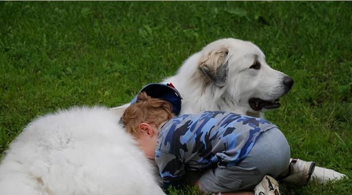 养金毛犬的经济成本和上班族饲养挑战（金毛犬月花费及适合上班族的饲养建议）