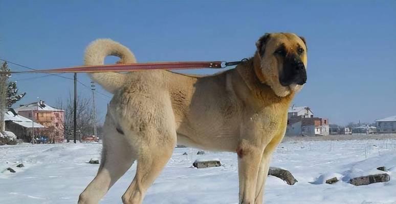 探秘“太阳神的犬”（体重150斤、站起来两米多高的巨犬引发全球瞩目）