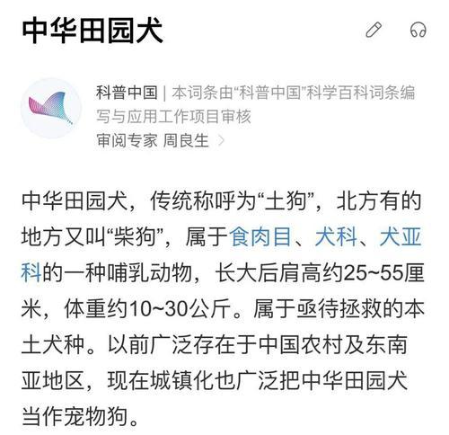 纯种柴犬的价格及相关信息（了解纯种柴犬价格的关键因素及购买建议）