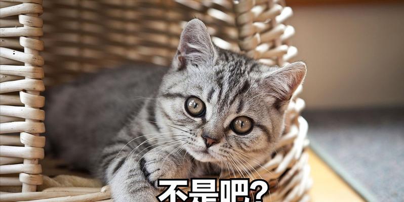 再有钱也不要养这5种猫！（网友曝光，简直就是养祖宗）