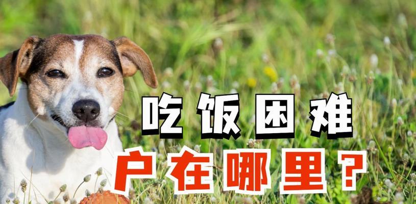 狗狗的饮食管理（宠物主人必读，科学喂养你的爱犬）