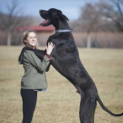 新手养大型犬之最佳选择（适合新手的大型犬品种及养护要点）