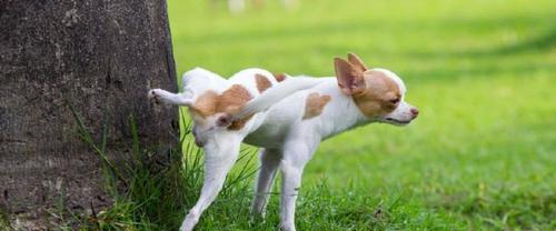 母犬产后护理（产后第一时间的护理是关键，宠物主人必知的小窍门！）