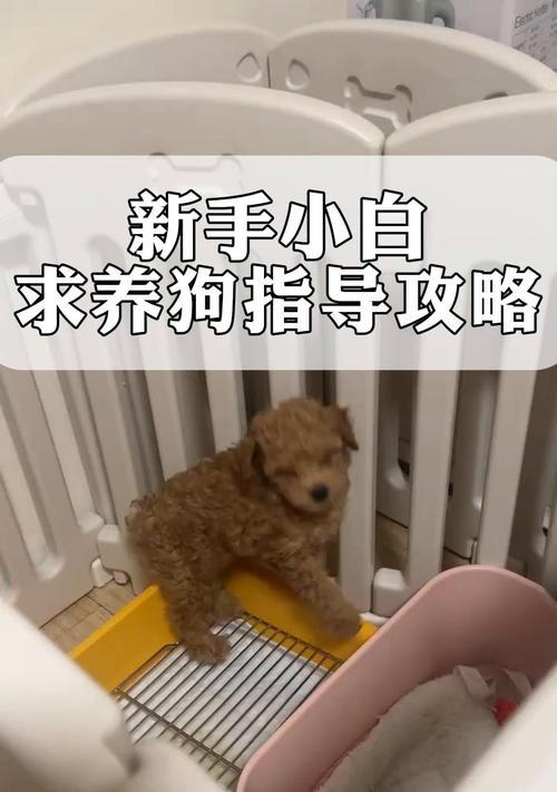 新手养狗指南（如何选择适合新手养的狗种）