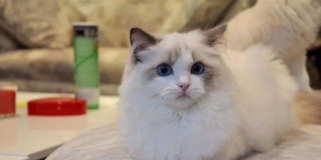 猫咪选择恐惧症？8种猫的特点与鉴别方法（宠物猫选择中避免掉入“坑”的关键指南）