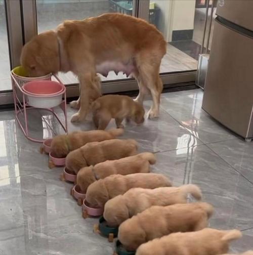 如何科学喂养金毛犬（金毛犬的食量、喂食标准及注意事项）