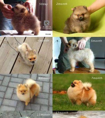 揭秘博美犬价格差异的四大因素（为什么博美犬价格相差悬殊？）
