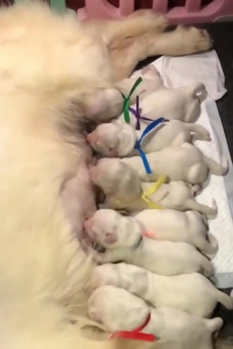 纯种金毛犬的7个特点（解读纯种金毛犬的特征和魅力，探索这个可爱的伴侣动物）