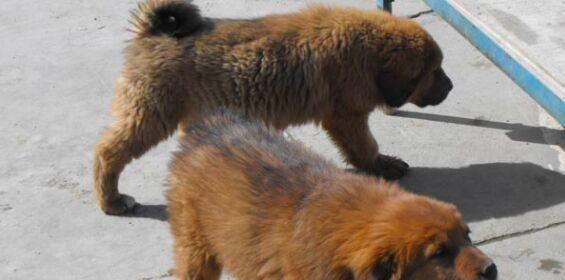 纯种犬与杂交犬的繁殖健康对比（以繁殖那些事，纯种犬病多，杂交犬病少？）