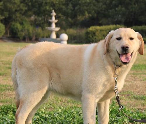 拉布拉多犬一天所需食量究竟有多少？（科学喂养，避免乱投食的关键）