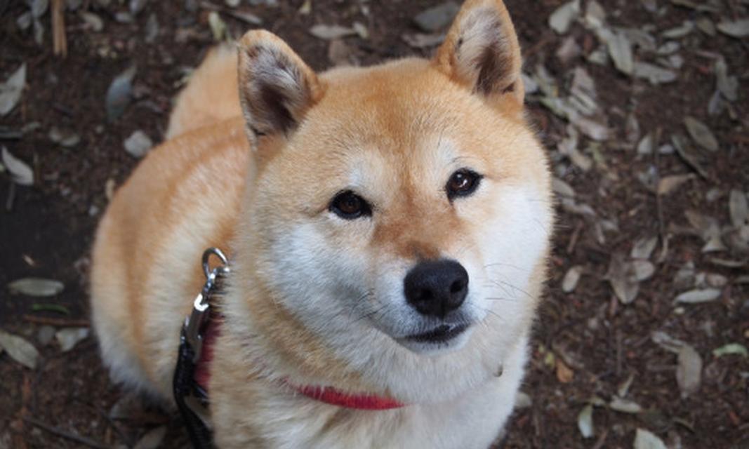 柯基犬长寿的七大好习惯（养成这些习惯，让你的柯基犬健康长寿）