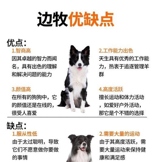 边境牧羊犬价格及喜爱的原色（了解边境牧羊犬市场价格以及喜好的毛色特征）