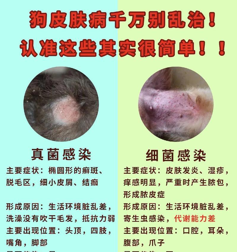 轻松治愈狗狗皮肤问题的有效方法（了解狗狗皮肤病的类型和治疗）
