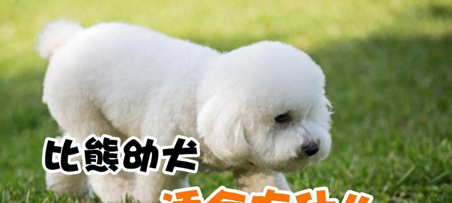 比熊犬的饮食禁忌与推荐水果（了解比熊犬的饮食需求，为它们选择正确的水果）