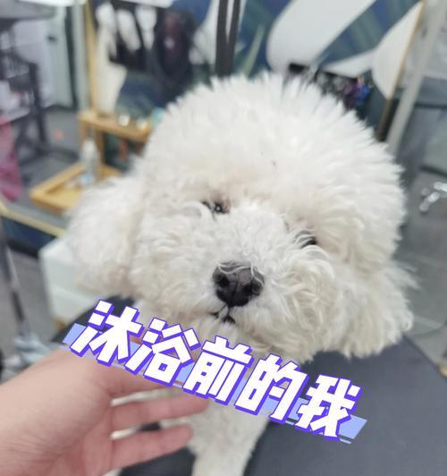 狗狗洗澡（宠物洗澡的正确方式及浴液用量）