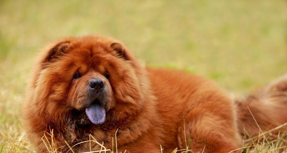 松狮犬的价格与市场行情（探究松狮犬价格的因素及购买建议）