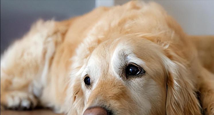 金毛犬的合理食量及其体质影响（金毛犬食量的确定因体质而异，为保持健康需考虑多个因素）