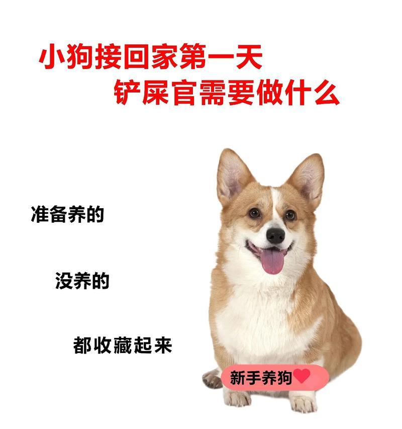 如何科学养护幼犬？（全面指南帮你做好幼犬养护工作）