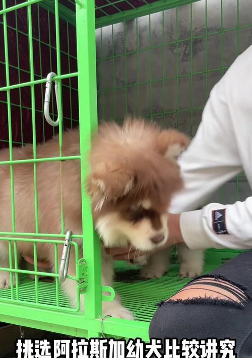 揭秘阿拉斯加犬的价格及其8大优点（深入了解阿拉斯加犬的市场行情和卓越特质）