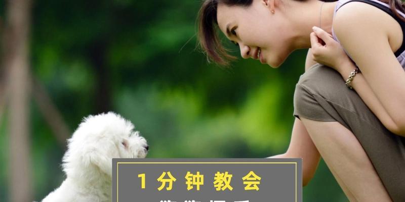 如何照顾和喂养新出生的幼犬（7个关键技巧教你成为专业幼犬照顾者）