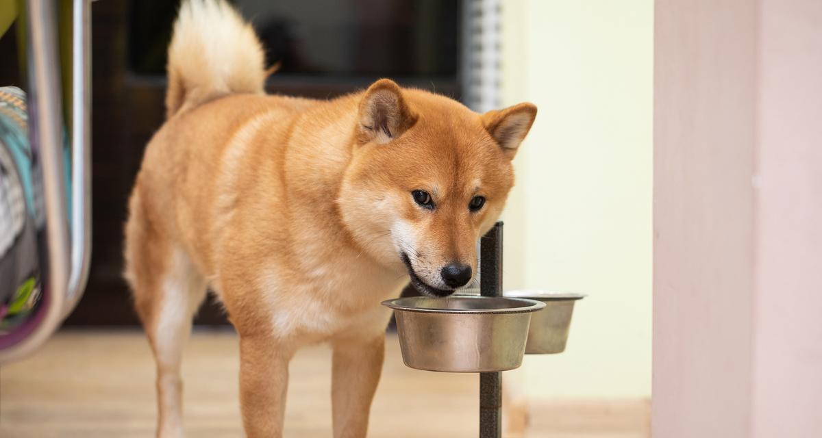 柴犬的理想体重及饮食建议（了解柴犬的体重范围和饮食要求，保持宠物的健康与活力）