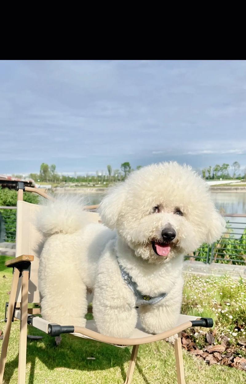 比熊犬的一生6大时期，饲养须知全解析（从幼犬到老年犬，关注这些要点，让比熊犬健康幸福一生）