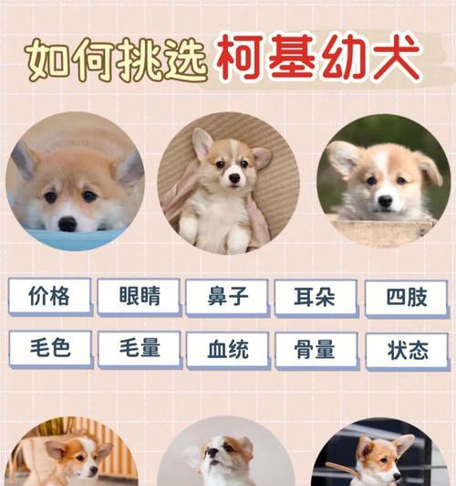 柯基犬价格及品相的关系（揭秘柯基犬价格之谜，探索品相的影响）