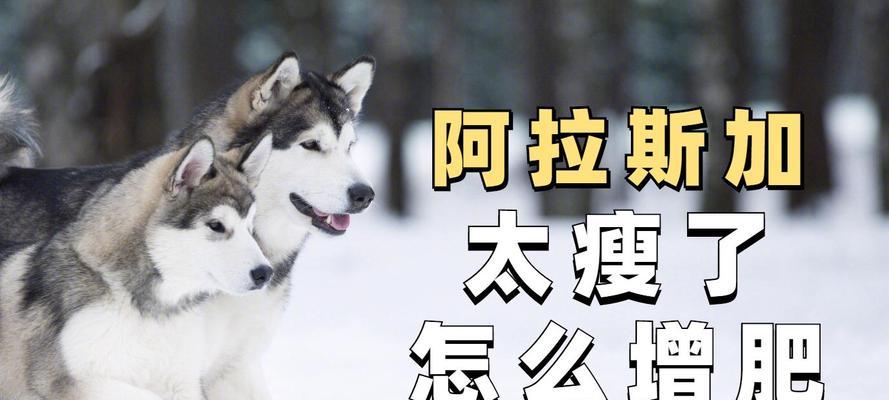 成年阿拉斯加犬的狗粮摄入量（了解阿拉斯加犬每日狗粮摄入的关键）