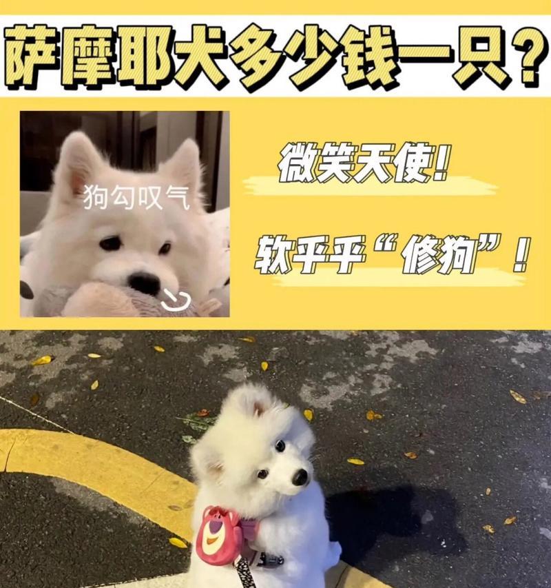 萨摩耶犬价格揭秘（探秘萨摩耶犬的市场行情和成本构成）