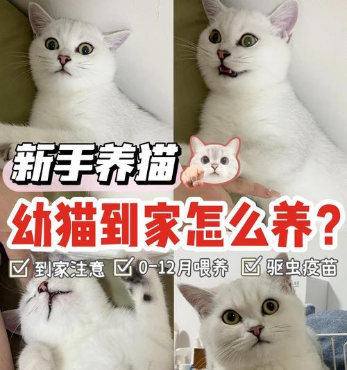 新猫咪到家，如何保健有序进行驱虫和打疫苗？（同时进行猫咪驱虫和打疫苗，需要注意什么？）