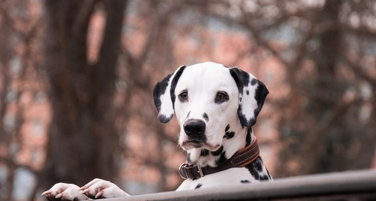 犬与狗（小宝贝是否具备这些特征？）