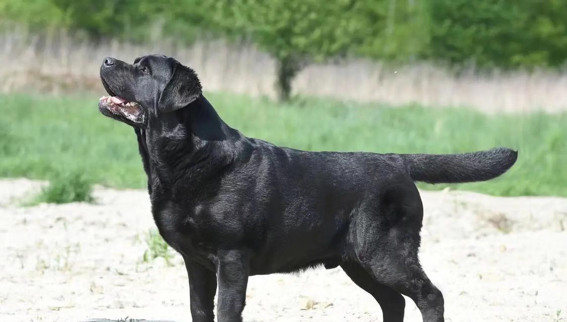 拉布拉多幼犬三个月饲养指南（帮助新手打造健康快乐的宠物生活）