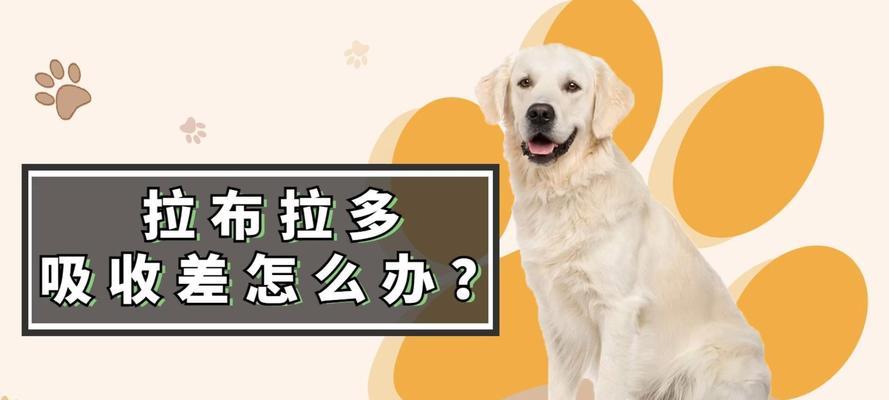 了解拉布拉多犬的价格与养殖费用（揭秘拉布拉多犬的价格范围及其饲养成本）