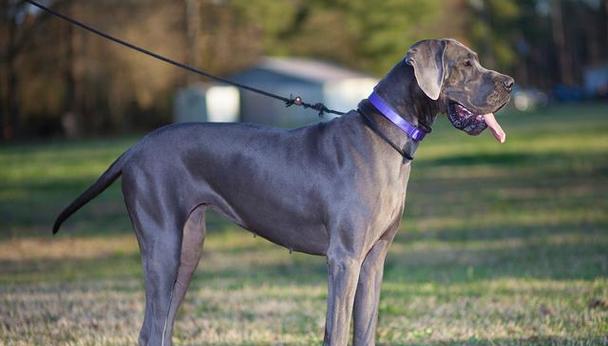 新手养大型犬之最佳选择（适合新手养大型犬的品种及关键要点）