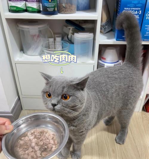 猫咪挑食怎么办？这几个方法可以帮到你！（解决猫咪挑食问题的有效方法和技巧）