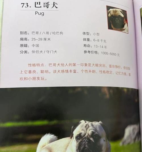 探究影响巴哥犬价格的因素（解析巴哥犬性格特点与价格波动原因）