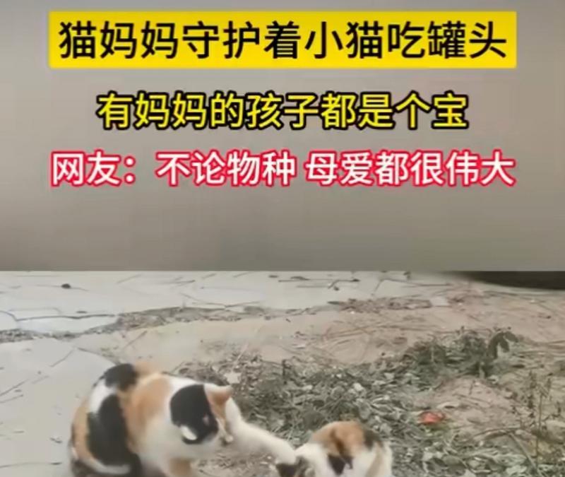 幼猫为什么要少吃猫罐头？（了解猫罐头的正确喂养方法，呵护幼猫的健康）