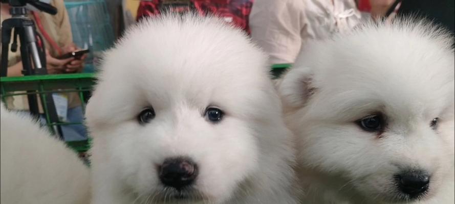 探讨萨摩耶犬的价格及熊版与狼版之争（萨摩耶犬的市场行情与喜好——熊版与狼版的选择）
