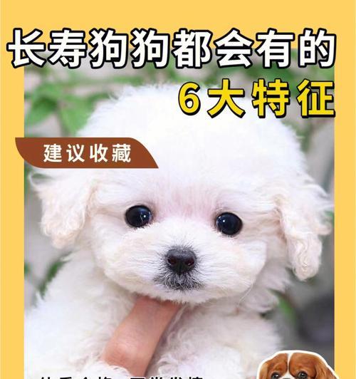狗狗每天需要喝多少水？（根据体重来计算，保持狗狗的健康饮水量）