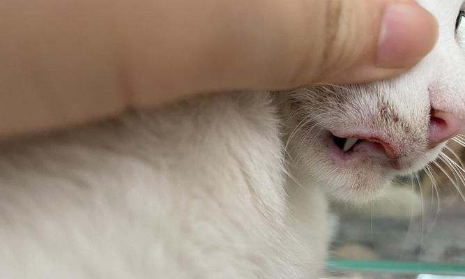 猫口腔溃疡的处理方法（补充维生素B，重建健康口腔）