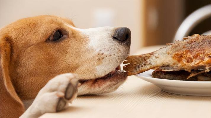 狗狗的最爱（探索狗狗最喜欢的食物，为它们提供健康和美味。）