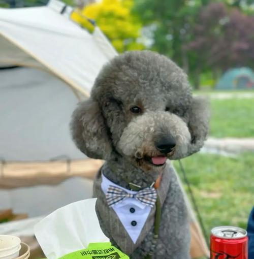 巨型泰迪犬的价格究竟是多少？（探讨市场上巨型泰迪犬的价格及其影响因素）