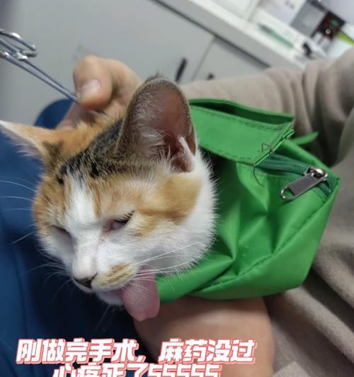 如何正确处理猫咪受伤的伤口？（避免猫接触伤口，特殊情况下送医！）