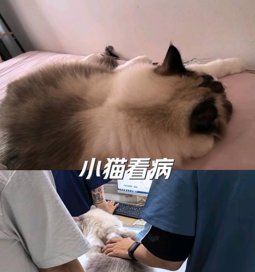 宠物医院收费贵的原因及解析（为什么宠物医院收费比人看病还要贵？）