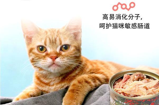 如何让你的猫咪增肥？（这几样食物可以帮助你的猫咪健康增重！）