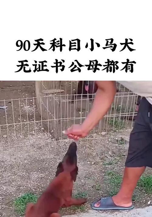 以马犬的缺点及如何选择健康的幼犬（了解以马犬的缺点，为您选择一只健康的幼犬提供指导）